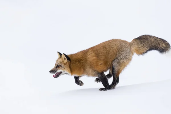 Raposa vermelha na neve — Fotografia de Stock