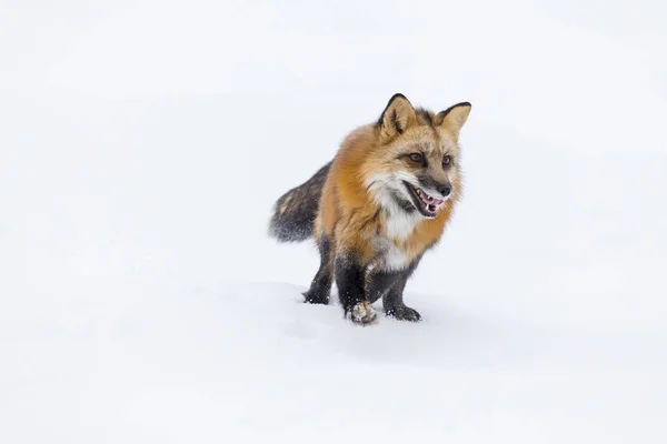 Renard roux dans la neige — Photo