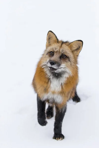 Zorro rojo en la nieve — Foto de Stock