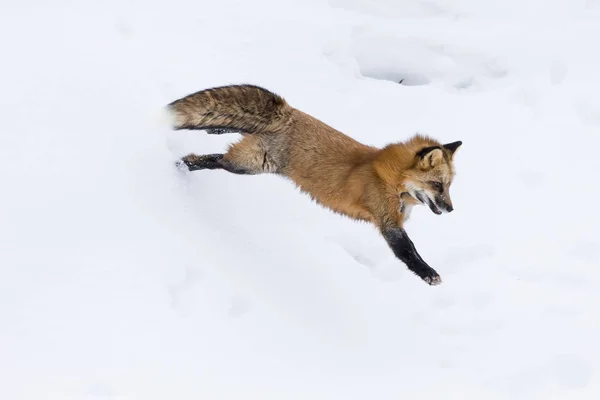 雪地里的红狐狸 — 图库照片