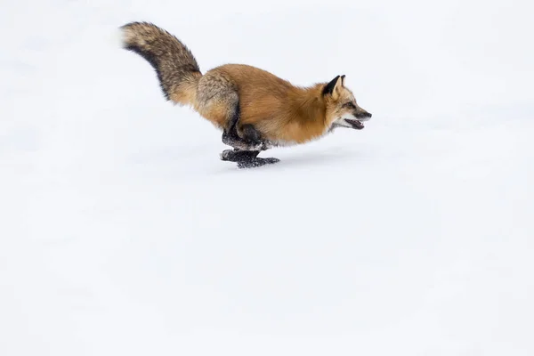 雪地里的红狐狸 — 图库照片