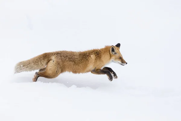 Zorro rojo en la nieve —  Fotos de Stock