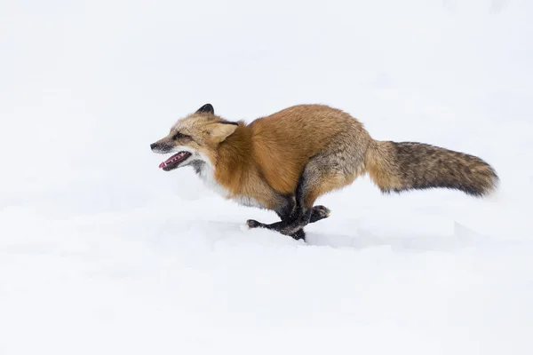 雪地里的红狐狸 — 图库照片