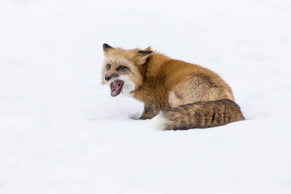 Renard roux dans la neige — Photo
