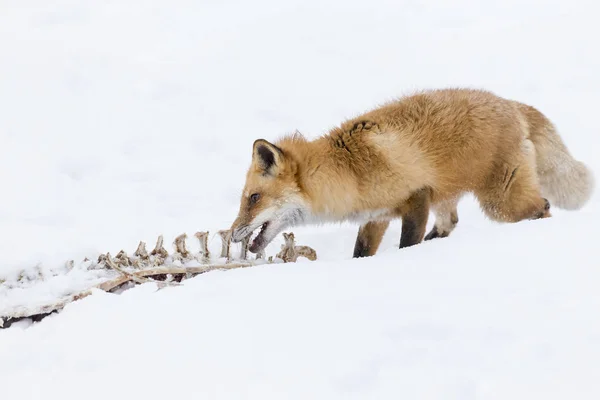 Red Fox In The Snow — Stock Photo, Image