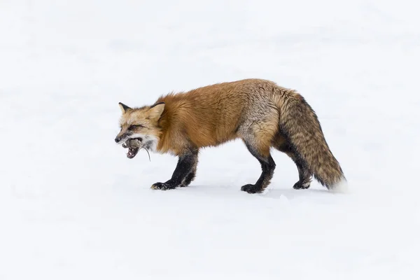 Zorro rojo en la nieve —  Fotos de Stock