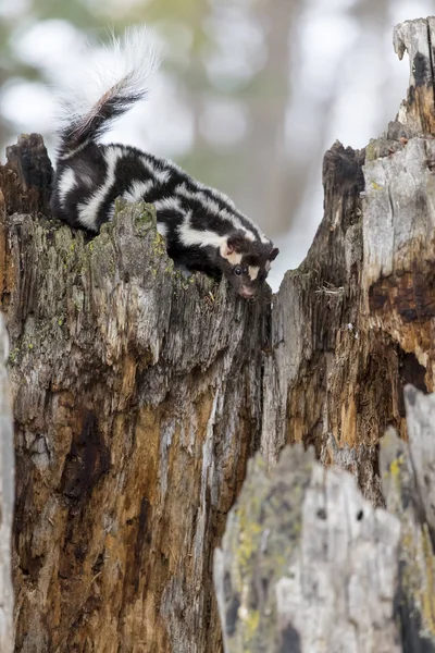 Spotted Skunk In The Snow — Stock Photo, Image