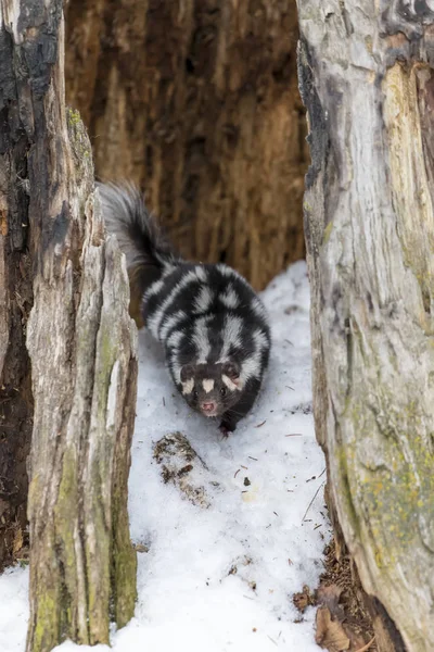 Skunk skvrnitý ve sněhu — Stock fotografie