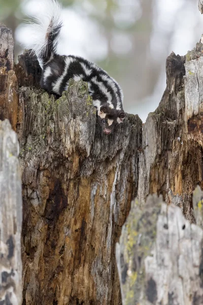 Skunk skvrnitý ve sněhu — Stock fotografie