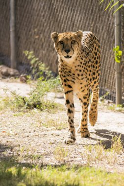 Büyük çita avını takip