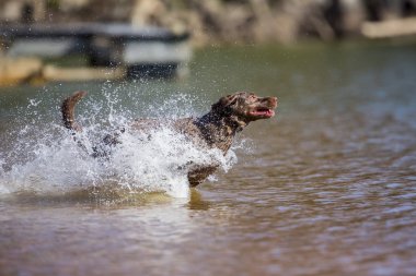 Hunting Dog Enjoying The Water clipart