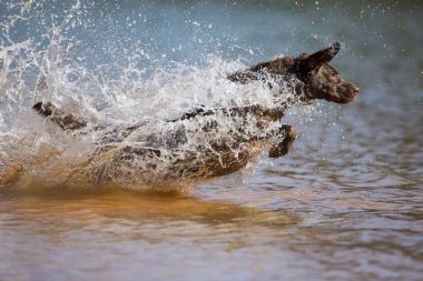 Hunting Dog Enjoying The Water clipart