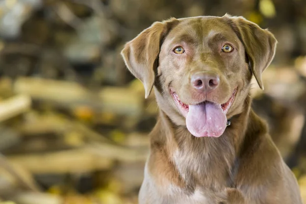 Cão de caça desfrutando da água — Fotografia de Stock