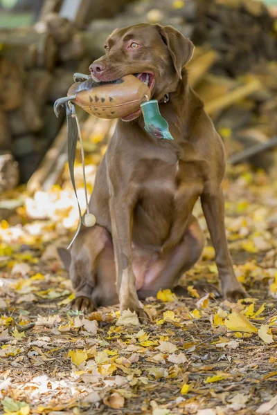 Cão de caça desfrutando da água — Fotografia de Stock