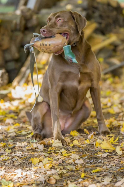 Jagdhund genießt das Wasser — Stockfoto