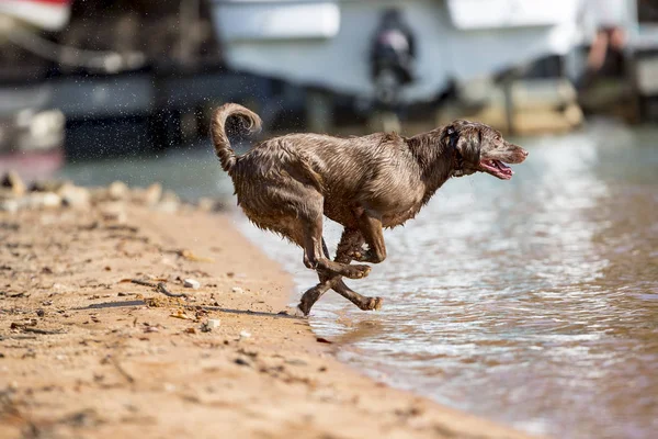 Jagdhund genießt das Wasser — Stockfoto