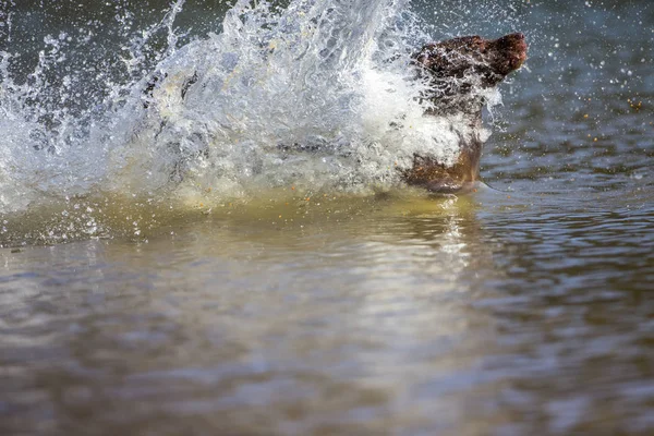 Hunting Dog Enjoying The Water — Stock Photo, Image