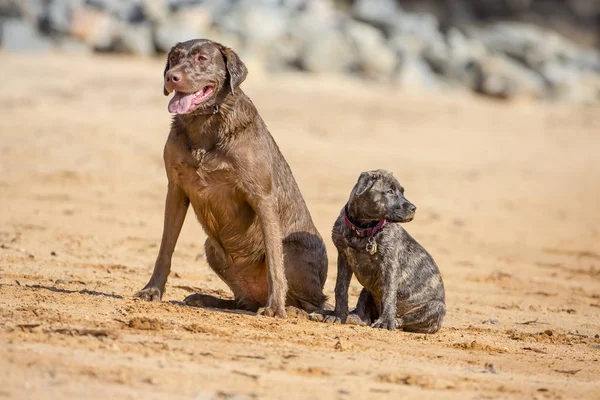 Hunting Dog Enjoying The Water — Stock Photo, Image