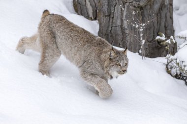 Bobcat karda