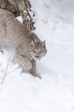 Bobcat karda