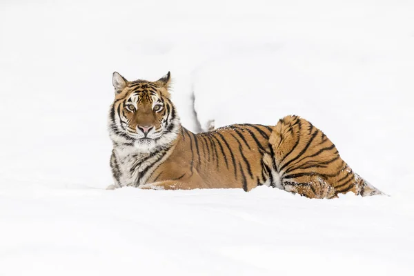 Бенгальський тигр на порозі — стокове фото