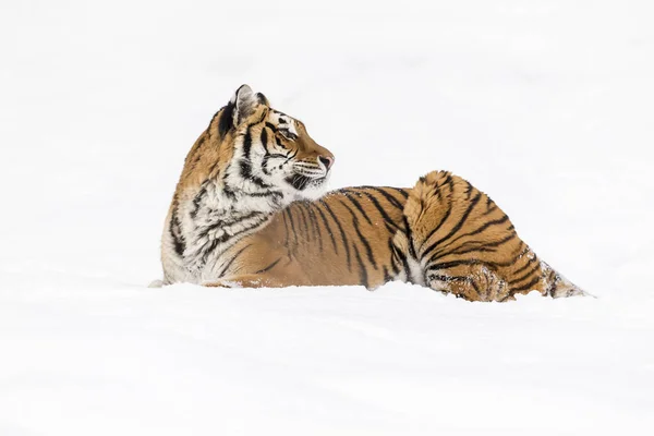 Ο Τίγρης της Βεγγάλης στο κυνήγι — Φωτογραφία Αρχείου