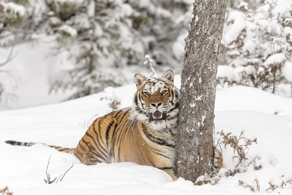 Ο Τίγρης της Βεγγάλης στο κυνήγι — Φωτογραφία Αρχείου