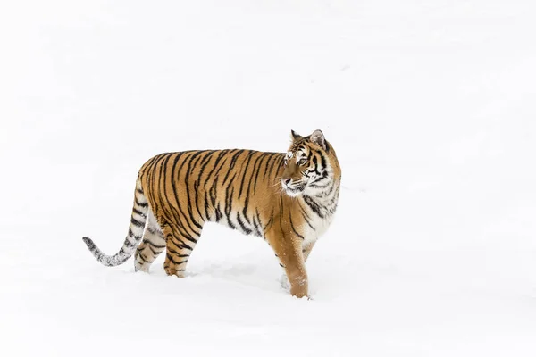 Bengal Tiger On The Prowl — Stock Photo, Image