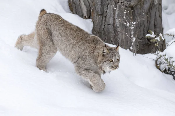 Bobcat In de sneeuw — Stockfoto