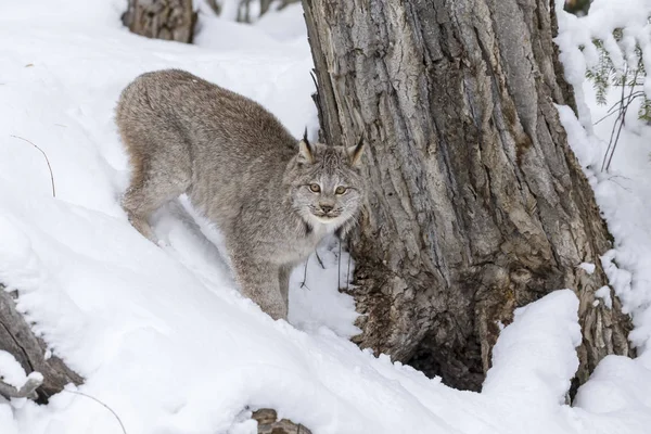 Bobcat karda — Stok fotoğraf