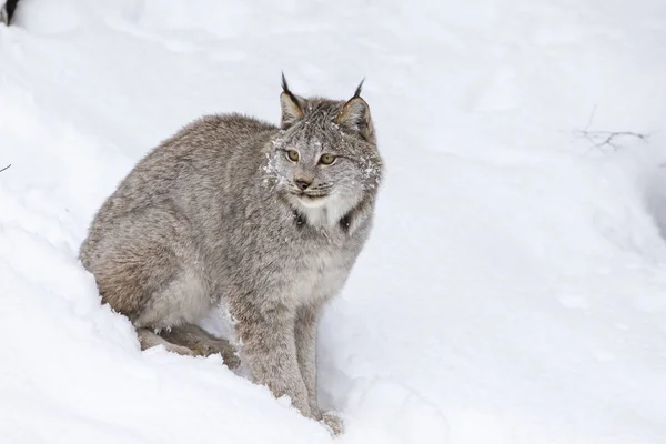 Bobcat en la nieve — Foto de Stock