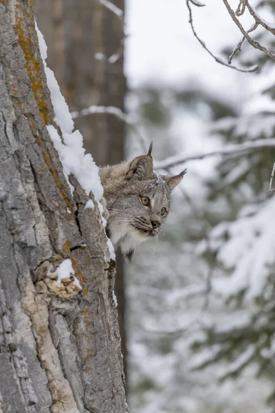 Bobcat ve sněhu — Stock fotografie