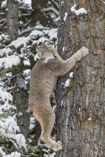 Bobcat karda — Stok fotoğraf