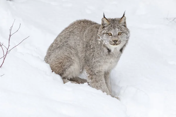 Bobcat In The Snow — Stock Photo, Image