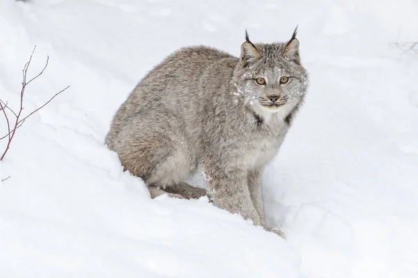 Bobcat na neve — Fotografia de Stock