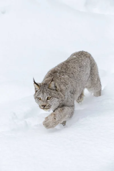 Bobcat karda — Stok fotoğraf