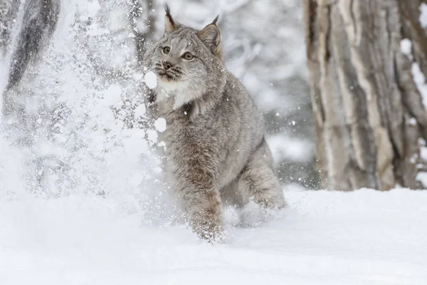 Bobcat στο χιόνι — Φωτογραφία Αρχείου