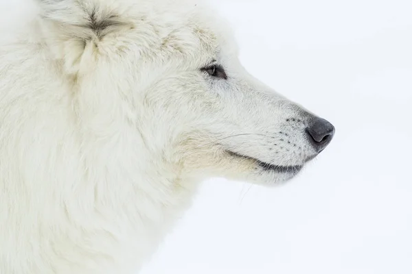 Kar kutup kurt — Stok fotoğraf