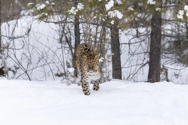 Amuri leopárd a hóban — Stock Fotó