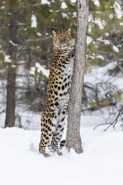 Amur leopardo en la nieve — Foto de Stock