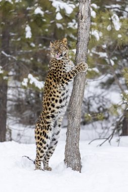 Amur leoparı kar