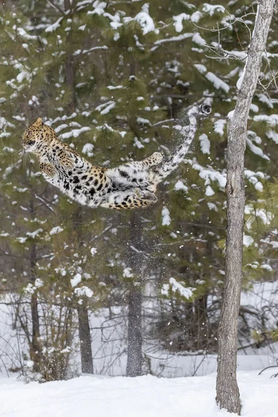 Amur leopardo en la nieve — Foto de Stock