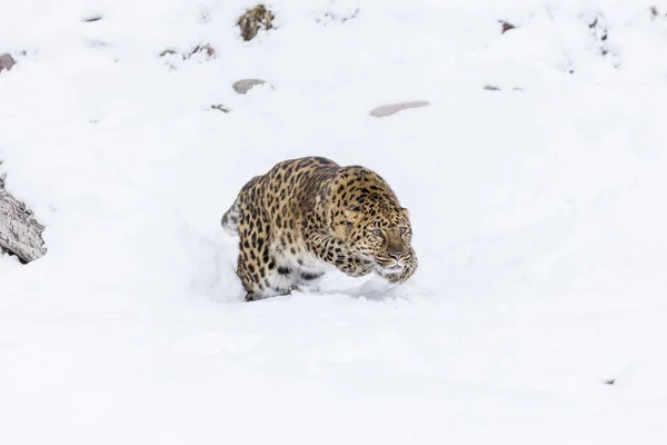 Amur leopardo en la nieve — Foto de Stock