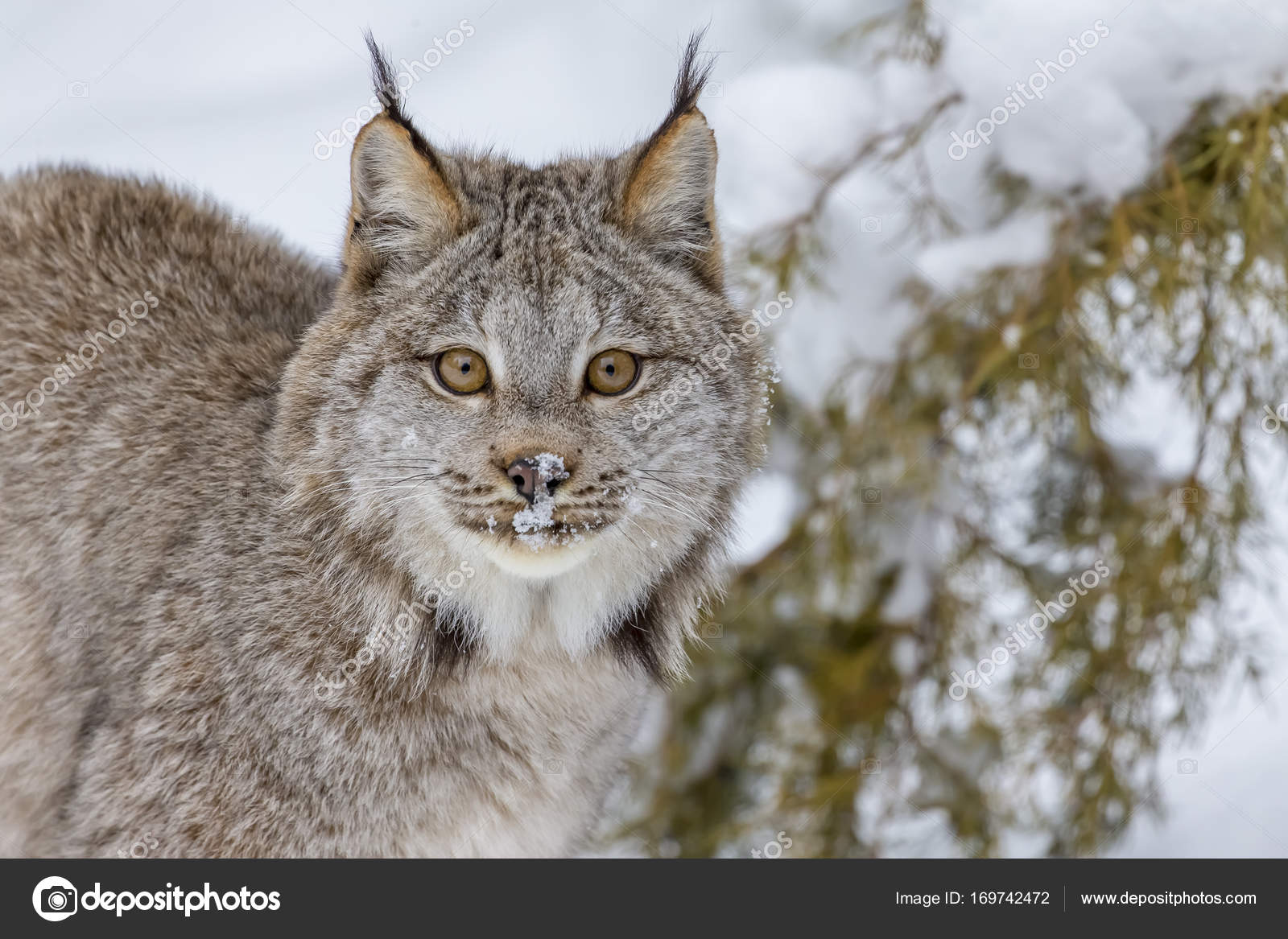 Bobcat In The Snow Stock Photo C Actionsports 169742472