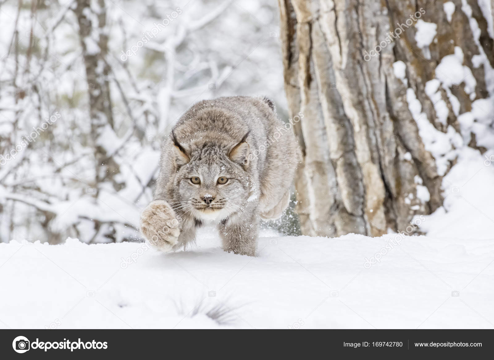 Lynx dans la neige —
