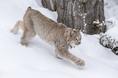 Bobcat karda