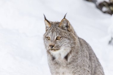 Bobcat karda