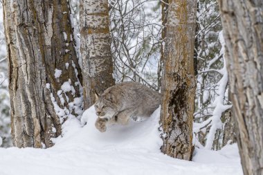 Bobcat karda