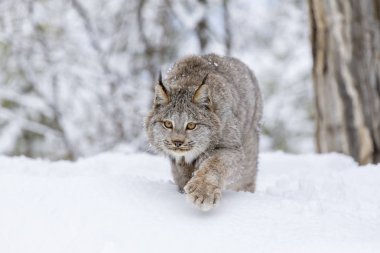 Bobcat In The Snow clipart