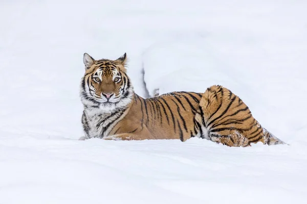 A Bengal Tiger In The Snow — Stock Photo, Image